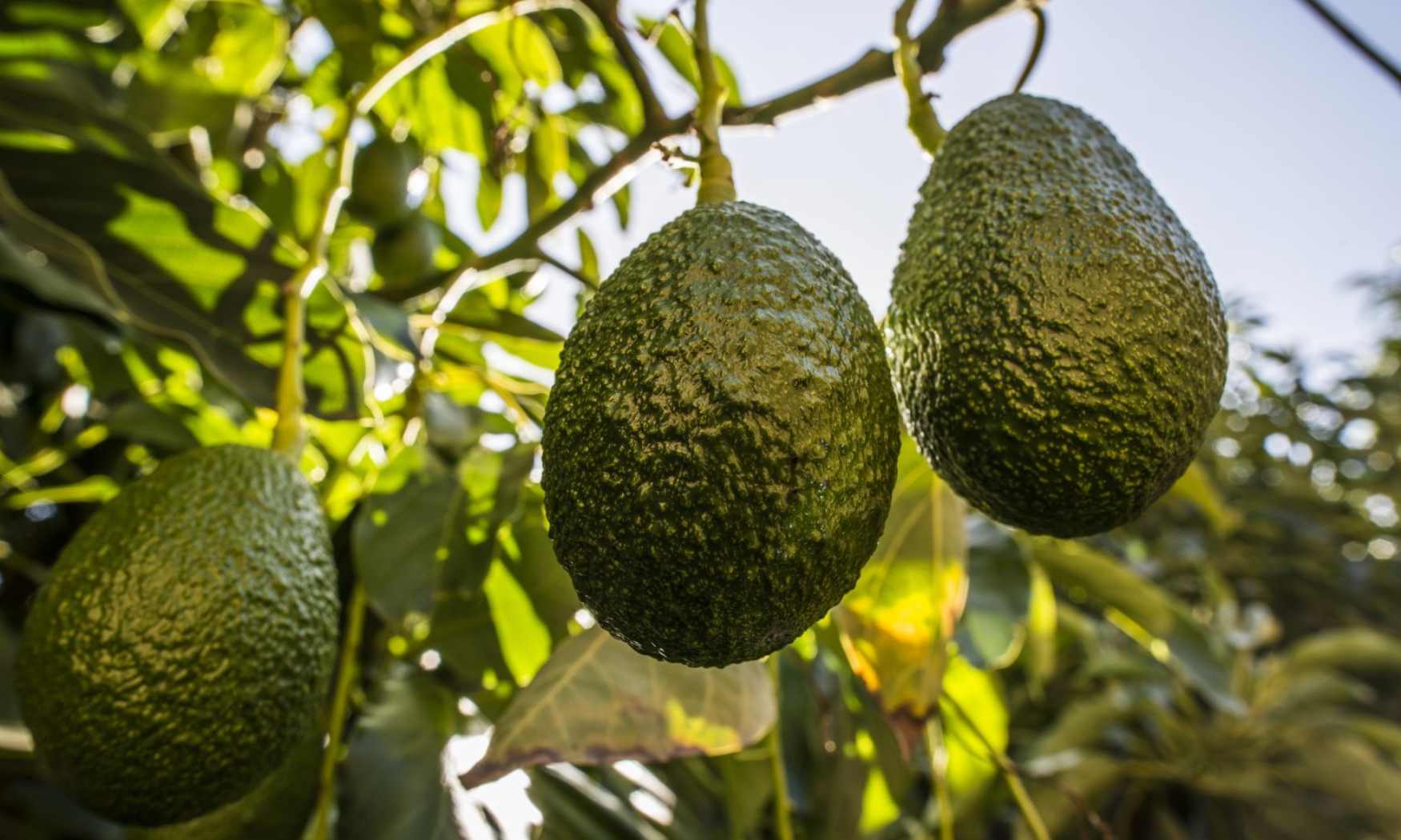 Más de 8 kilos de palta por persona al año: Chile alcanza nuevo récord en consumo interno