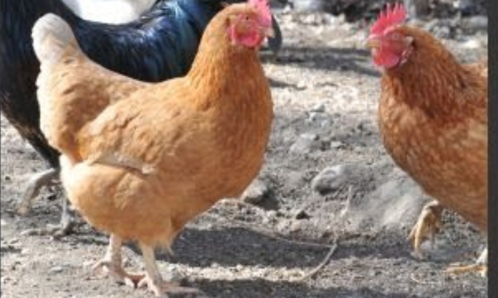 La Argentina retoma el comercio de productos de origen aviar a Chile