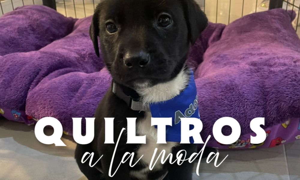 Casaideas y Fundación Ayuda Callejeros se unen para promover la adopción de perros