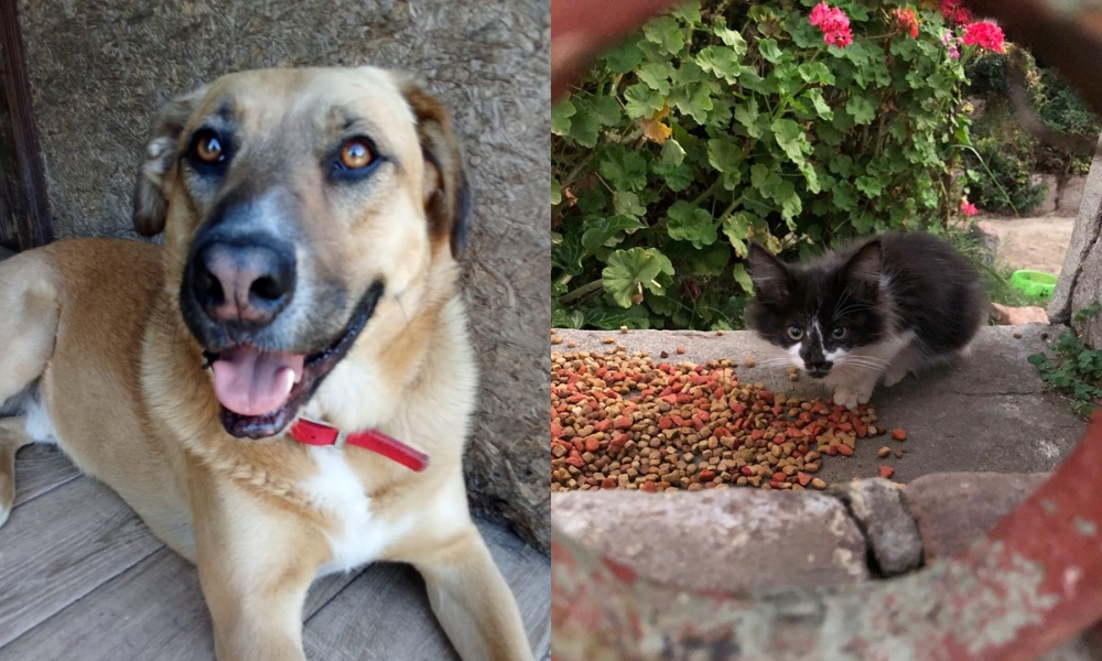 Alimentos que cambian vidas de animales: se evita que vaya a vertederos y se dona a organizaciones de cuidado y rescate