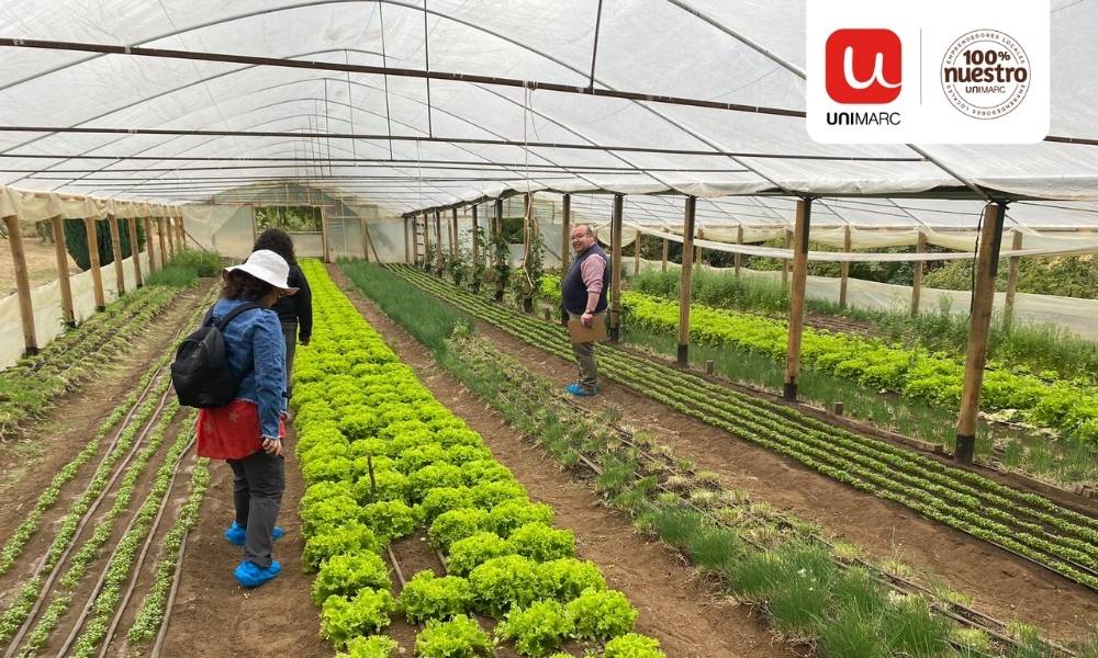 Del campo a la góndola: alianza entre INDAP y Unimarc transforma la vida de más de 50 pequeños productores
