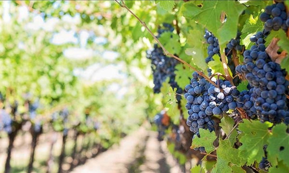 Crisis mundial de los vinos de lujo, ¿podrá Chile esquivarla?