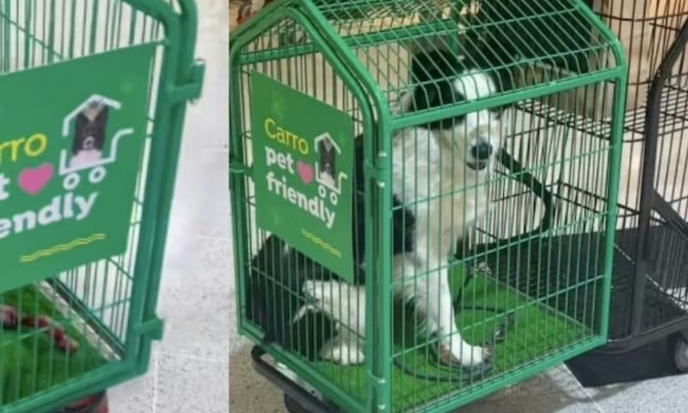 Carritos para mascotas en Jumbo: innovación que divide opiniones