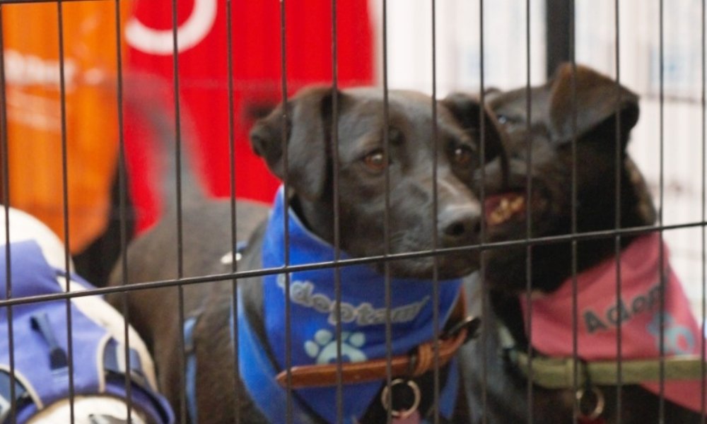 <strong>Casaideas continúa apoyando la adopción responsable de perritos con actividades en Curicó y Santiago</strong>