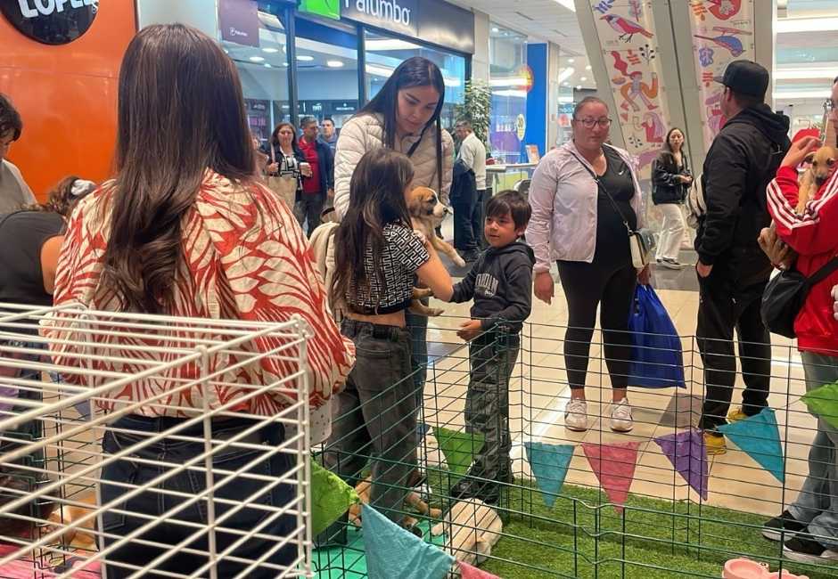 Mall del Centro Concepción invita a jornada para amantes de los animales con adopción y orientación veterinaria